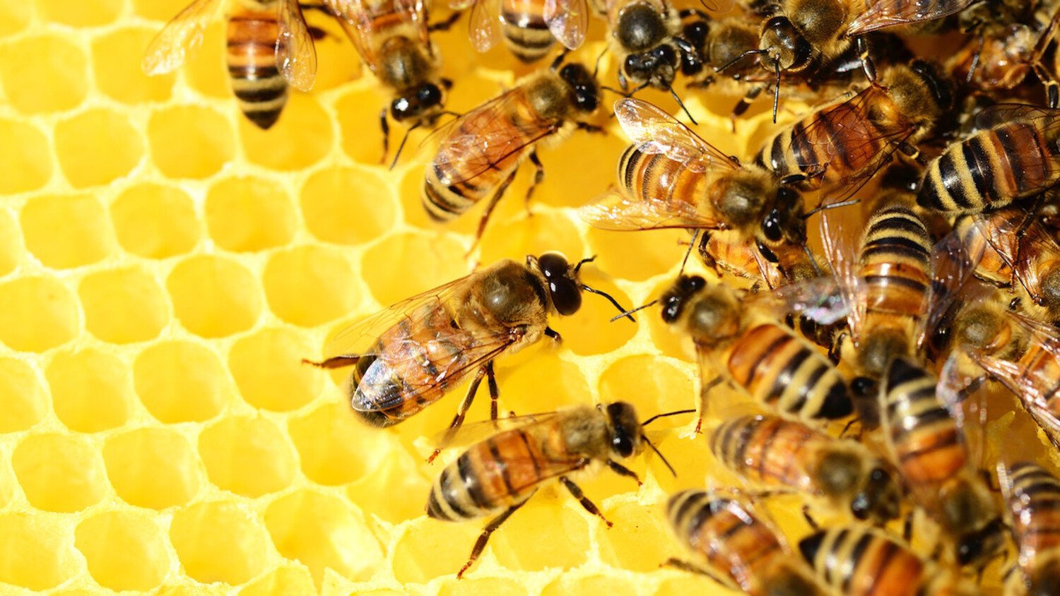 The Buzz of Communication: Unlocking the Secret to Disease Prevention in⁣ Bees