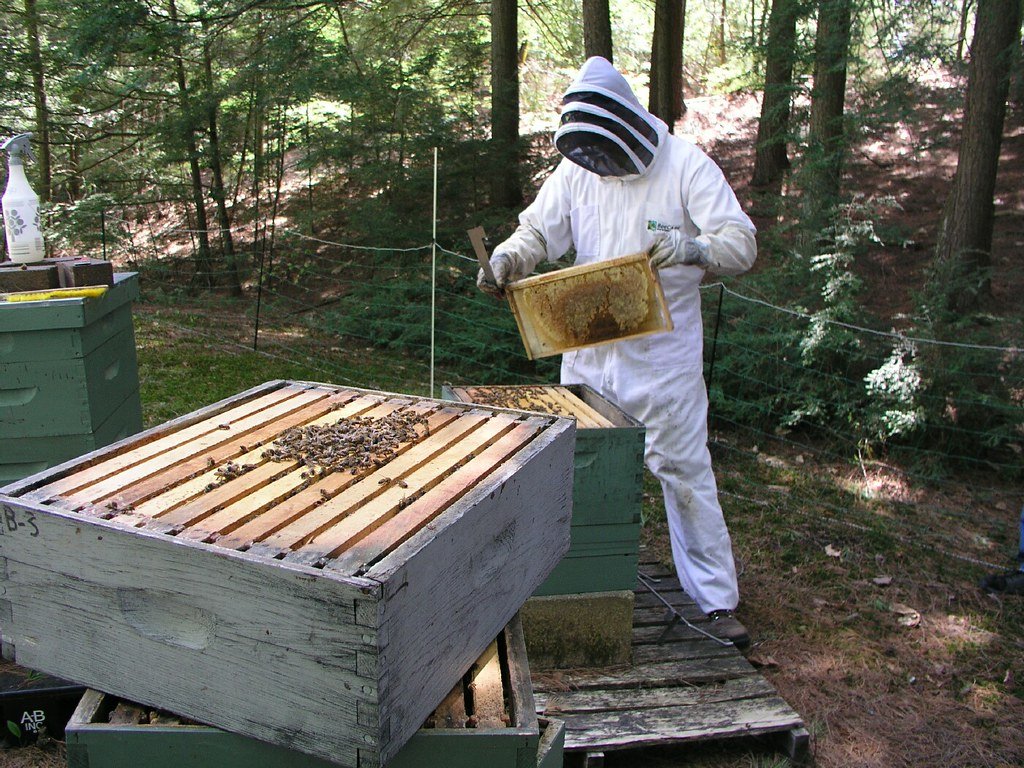 Exploring the Rights and ‍Responsibilities‌ of Beekeepers and Landowners