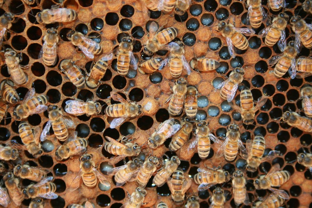 Exploring the Relationship Between Hive Spacing and Colony Health