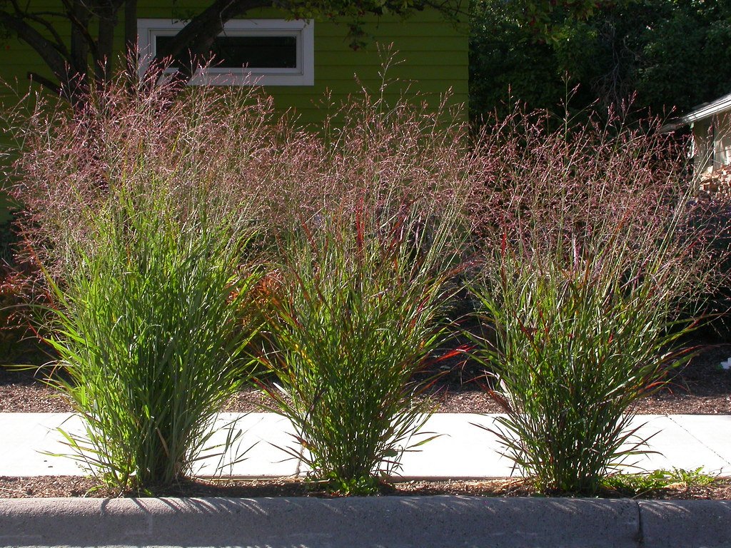 Why ⁢Ornamental Grasses Are Essential for Bee Foraging