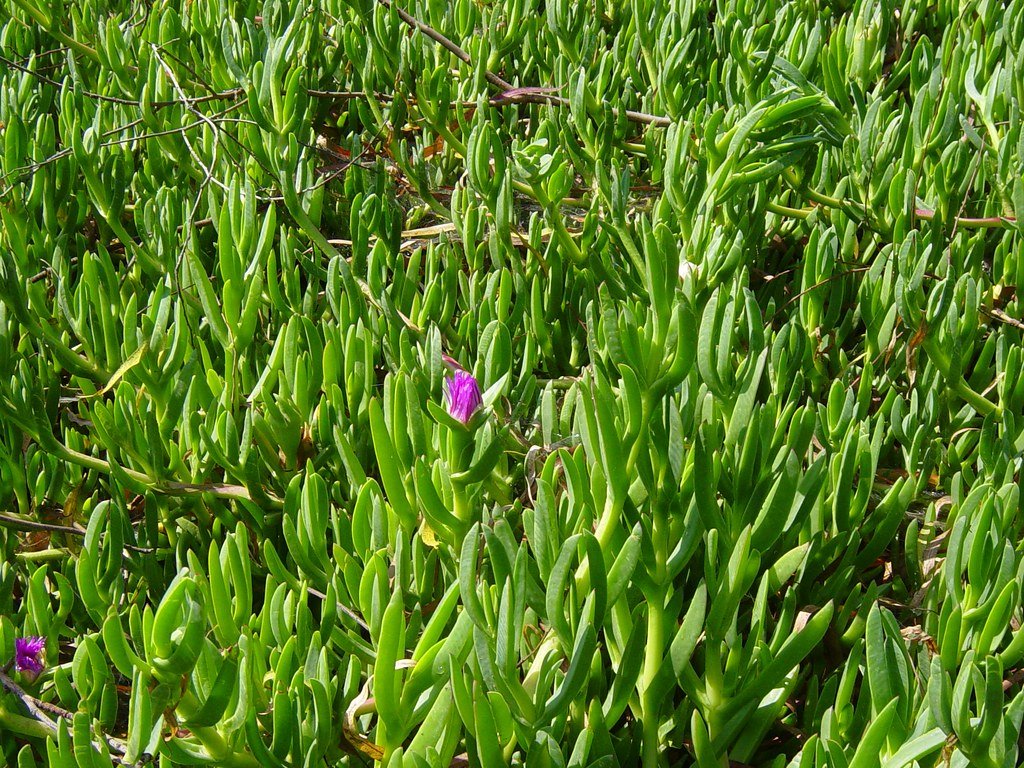 The Importance of Ground Cover Plants in Bee Foraging