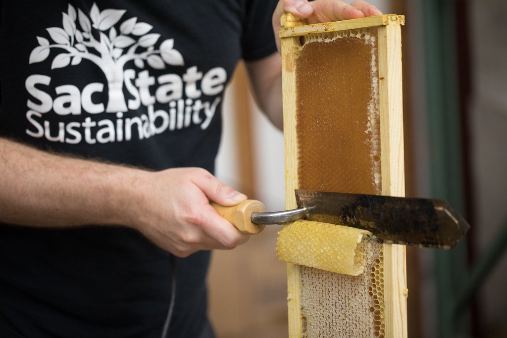 Getting Started with Harvesting Honey from a Langstroth Hive