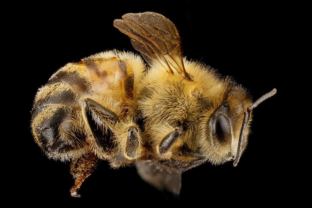 From Food‍ Security​ to ⁣Medicinal Resources: The Multifaceted Contributions of Bees