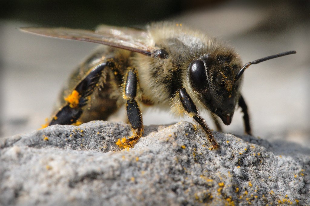 The Importance of ​Understanding Bee Foraging Laws
