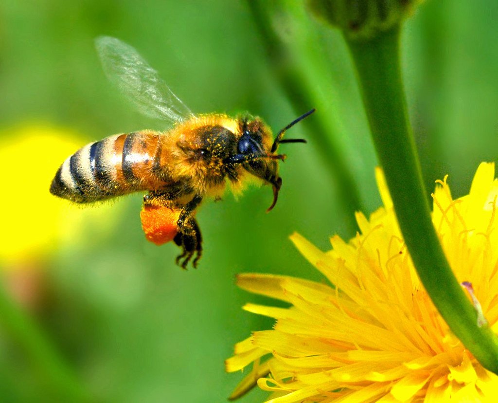 Bees as Efficient Pollinators for Waste Management