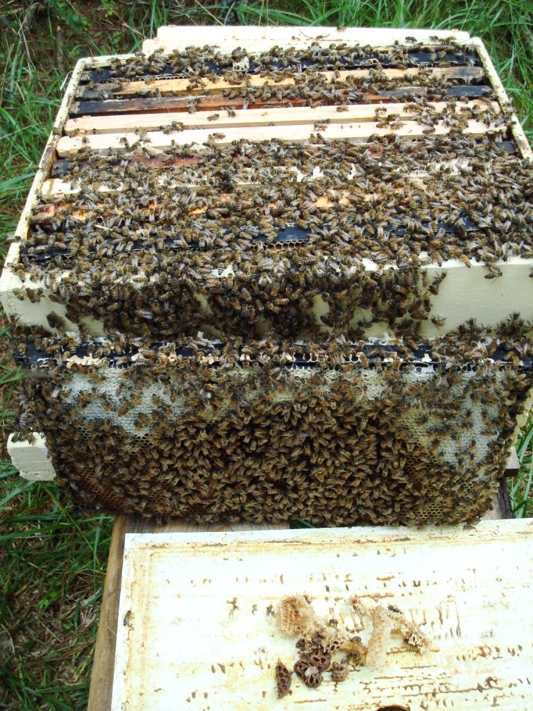 The significance of hive positioning for bee ⁢health