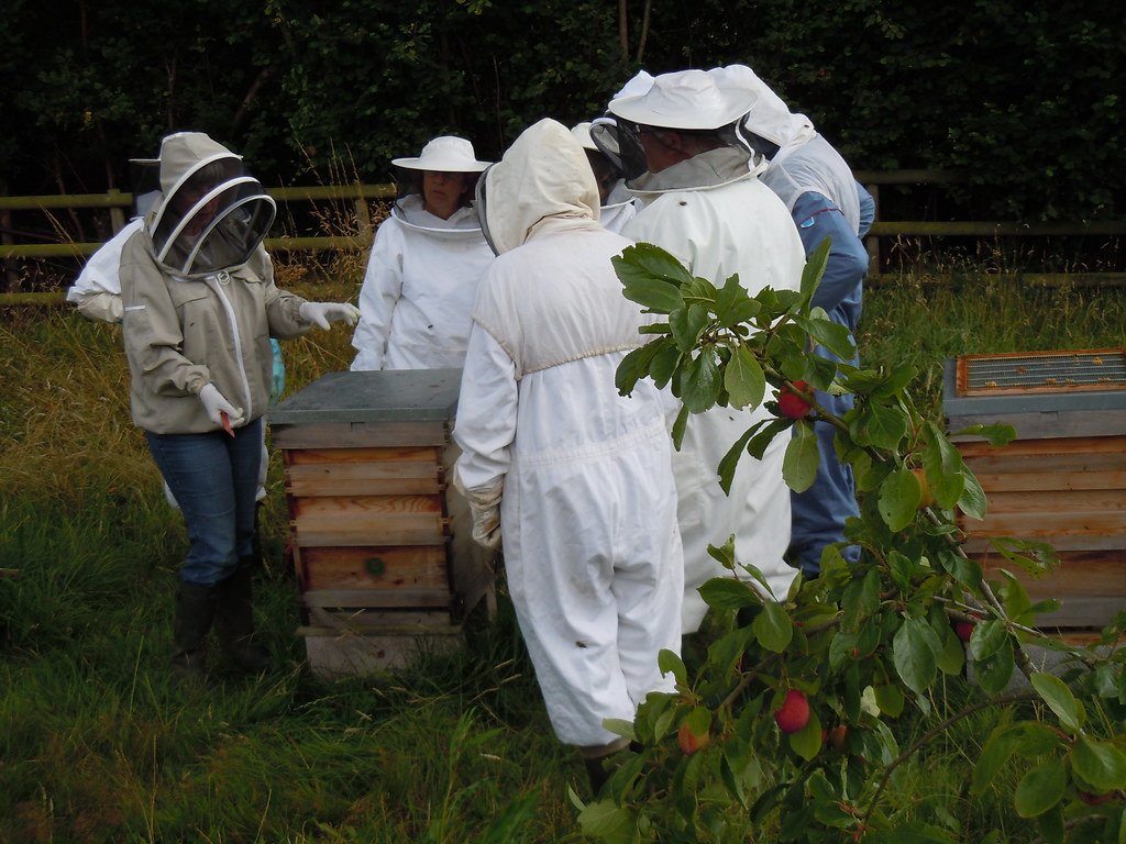 Creating Buzzworthy Policies: Government Strategies for Supporting Urban Beekeeping