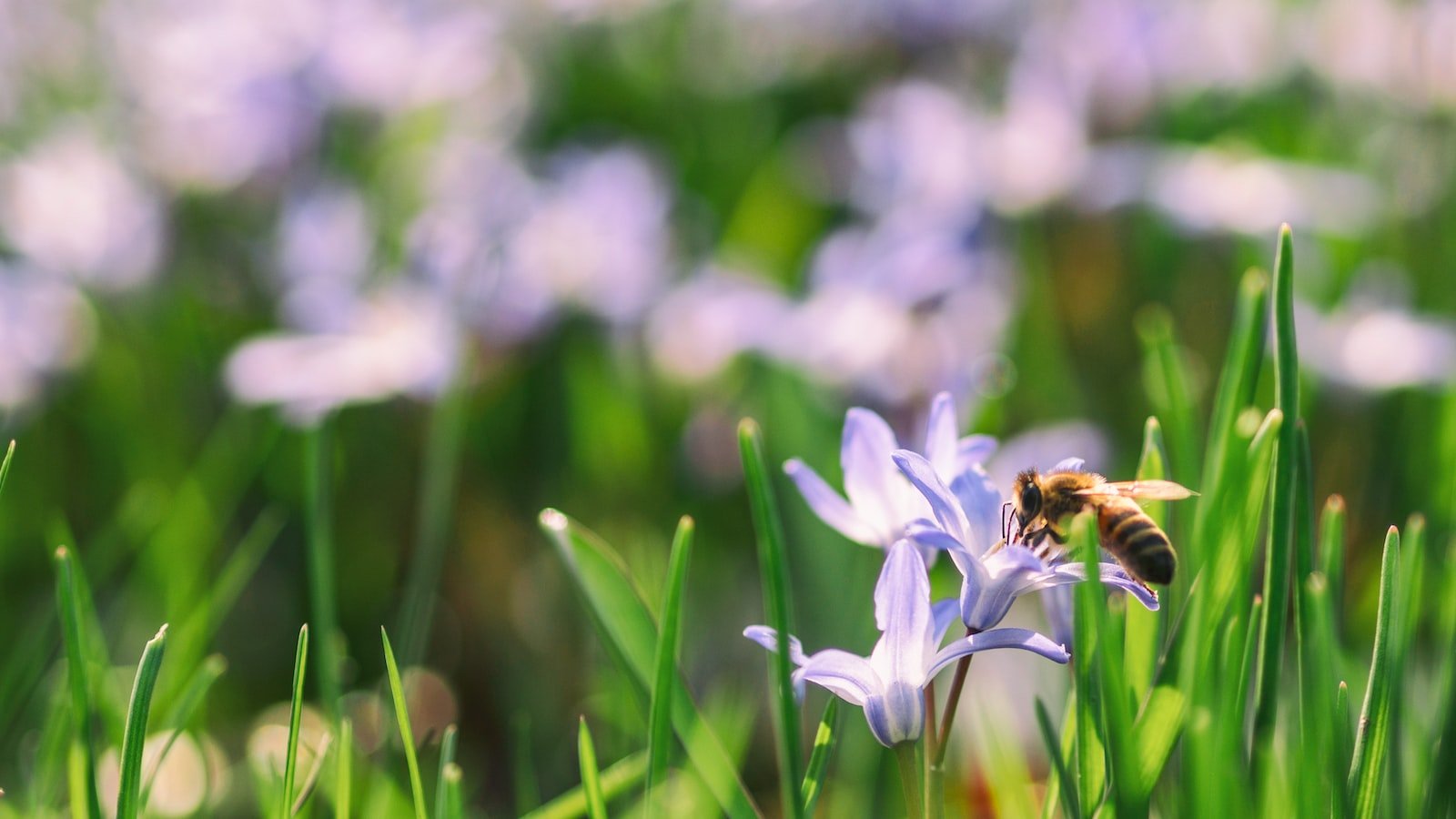 Understanding the Legal Aspects of Bee Foraging