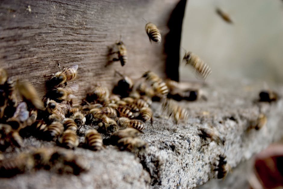 The Importance of Bee Communication in Swarming