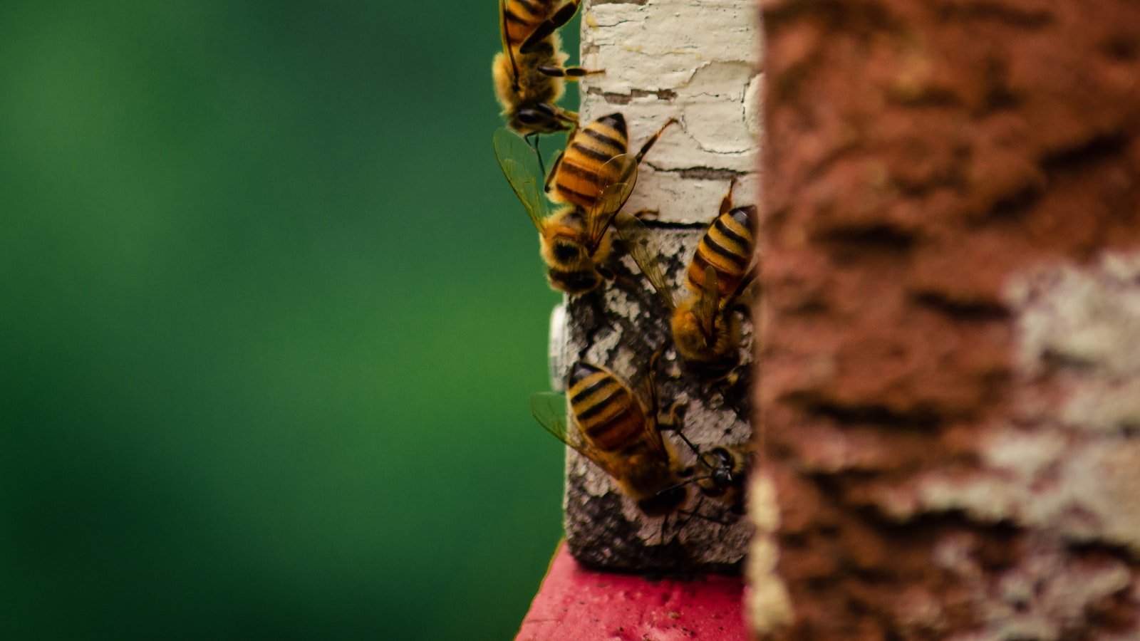 The Role of Beekeeping in Community Sustainability