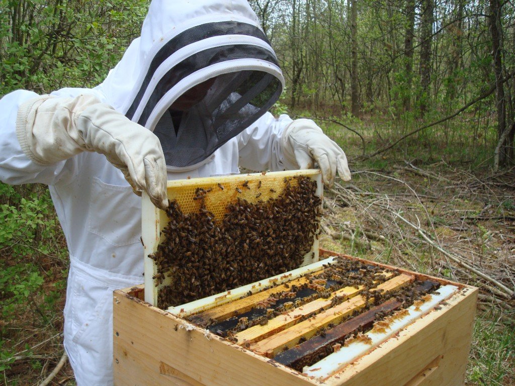 The Role of Hive Positioning in Bee Health