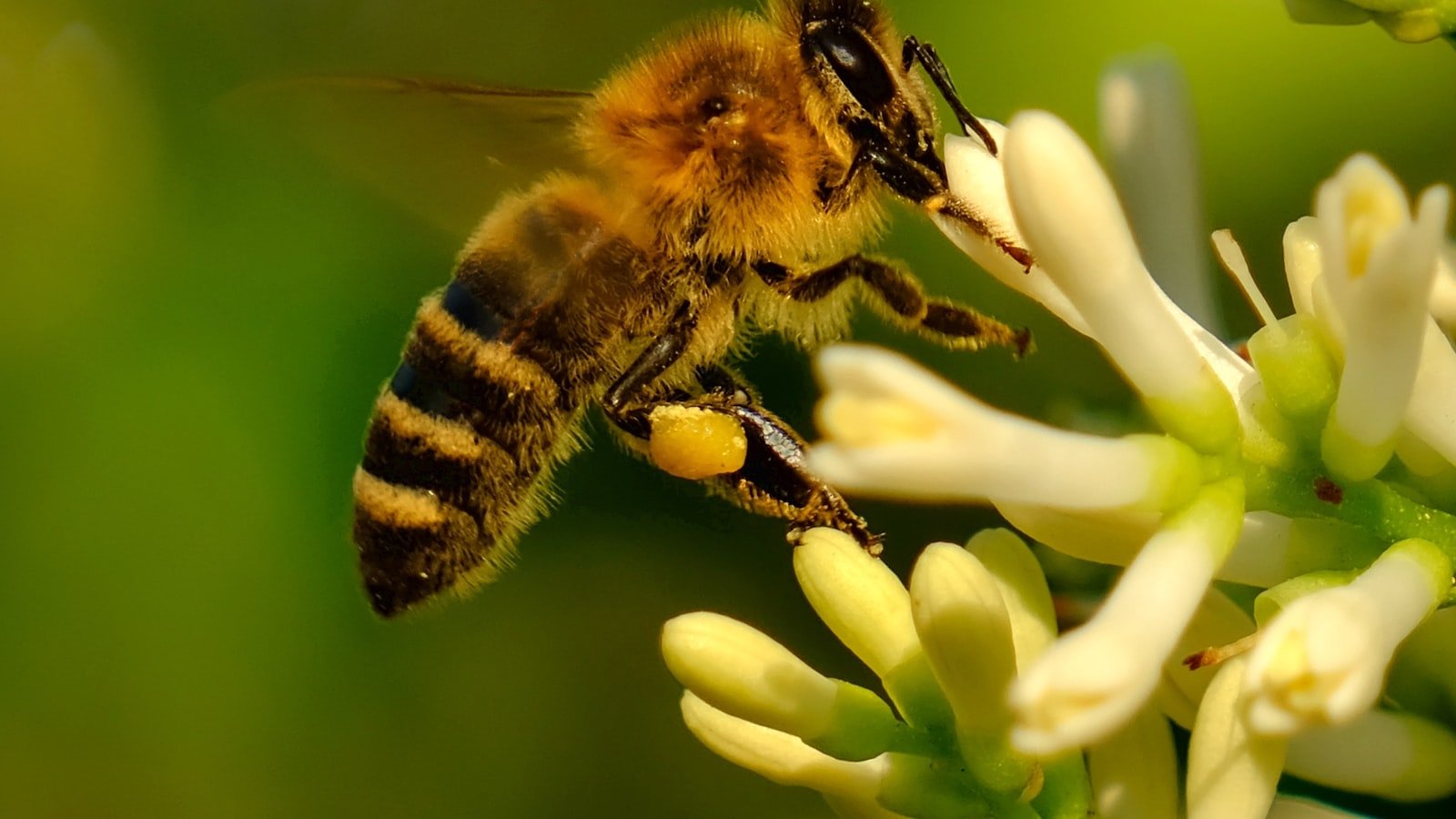 The Role of Bee Feeders in Urban Beekeeping