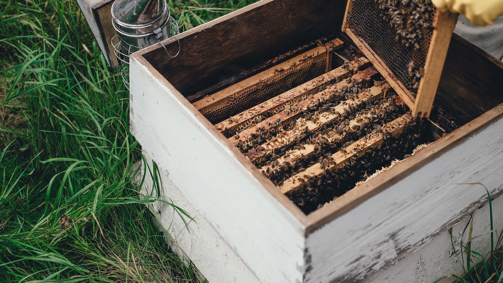 The Importance of Hive Aesthetics: Make It Beautiful