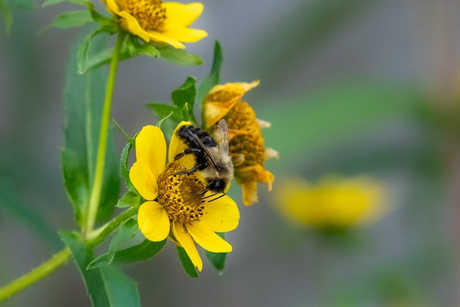 The Importance of Bee Communication in Foraging