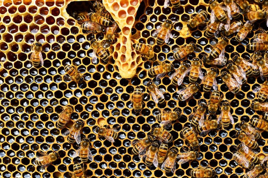 The Role of Bees in Ecosystem Services