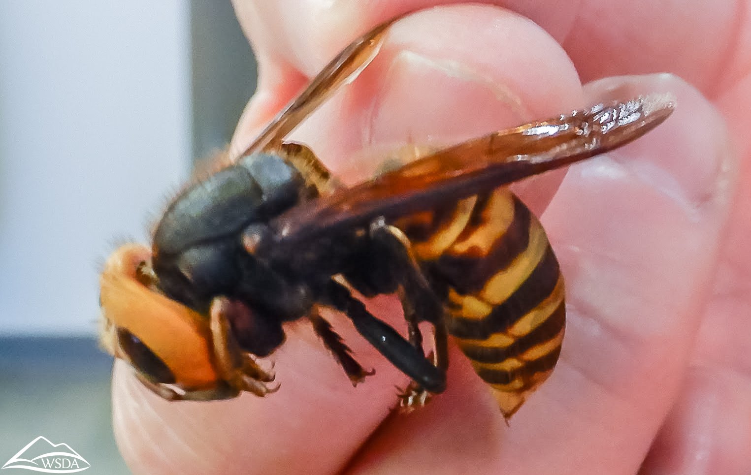 Identifying and Addressing ⁢Aggressive Bees in Your Urban⁣ Hive