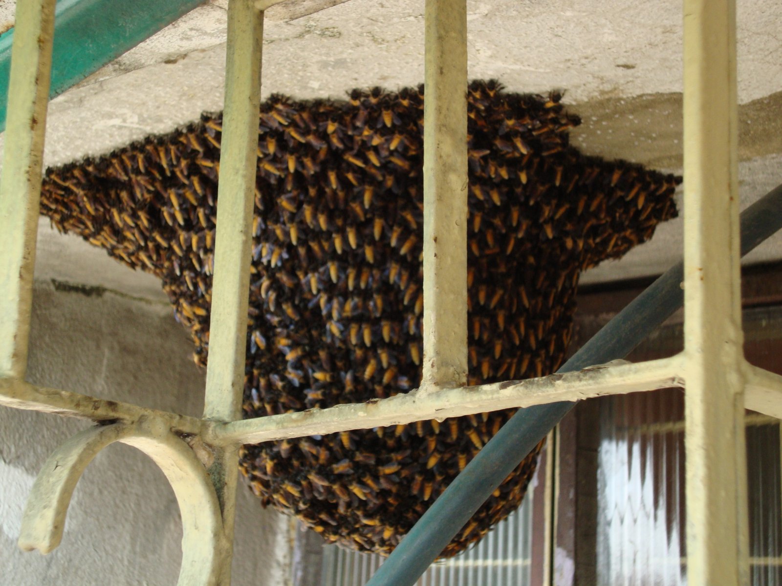 The Joy ‌of Proper Hive Orientation:⁢ Enhancing Beekeeping Success