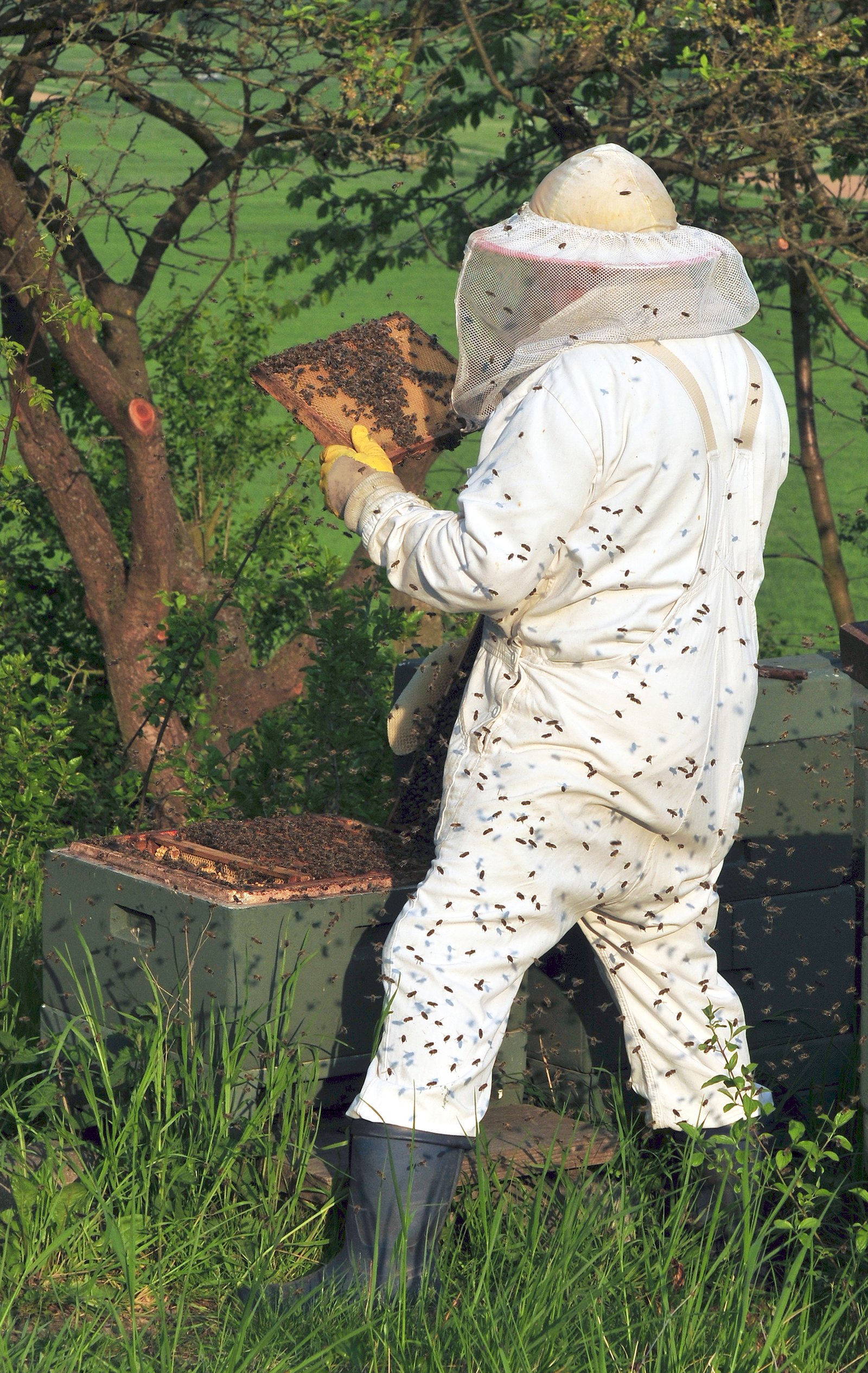 Unlocking the Power of Technology in Beekeeping