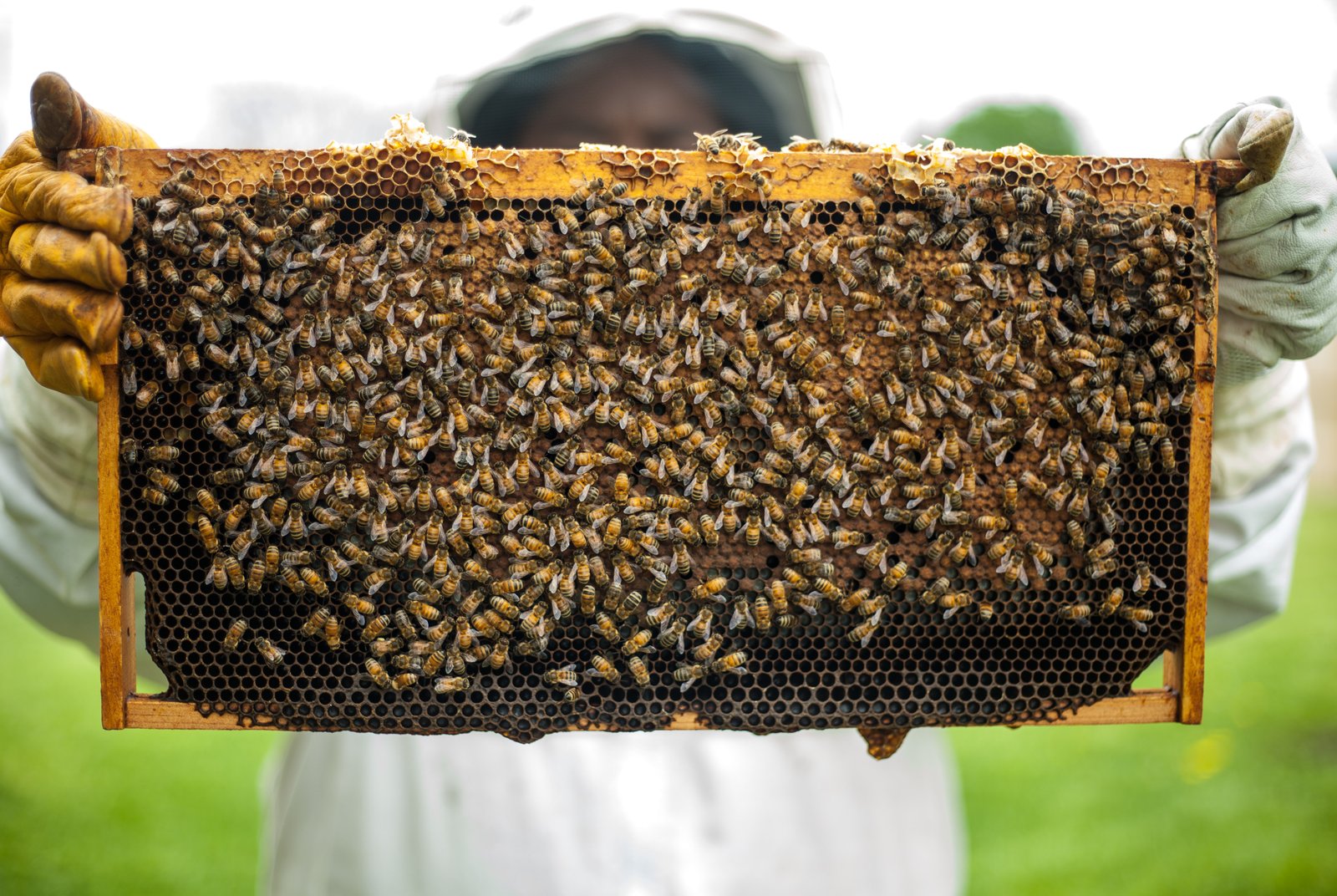 Understanding the Features and ‌Benefits of Beekeeping Apps
