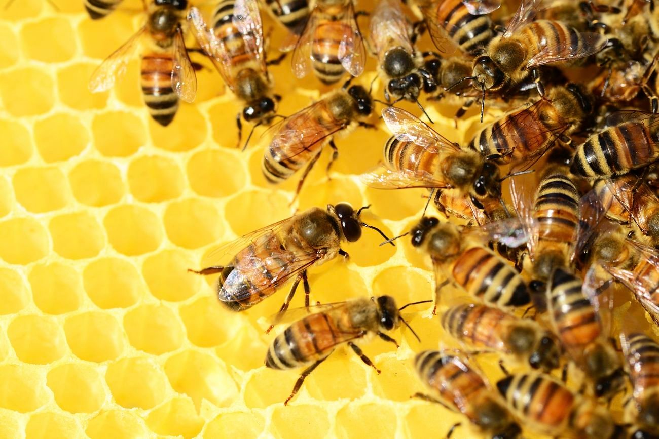 - Enhancing Efficiency Through Identification:‍ The⁤ Power of Hive Numbers
