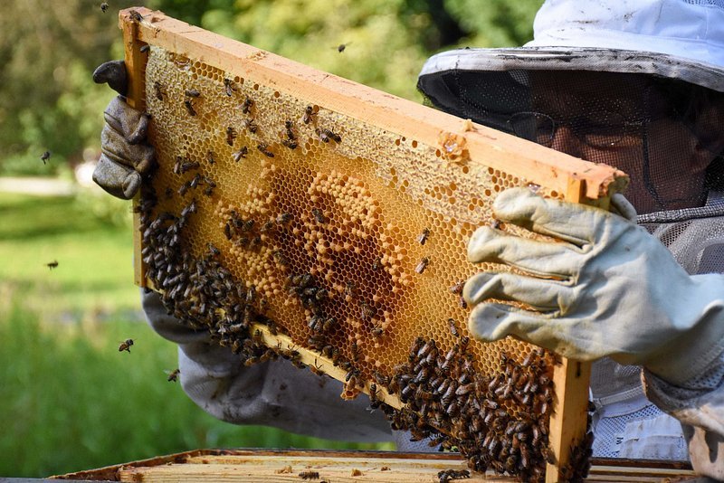 The Importance ‌of⁢ Hive Hygiene for​ Bee Health: