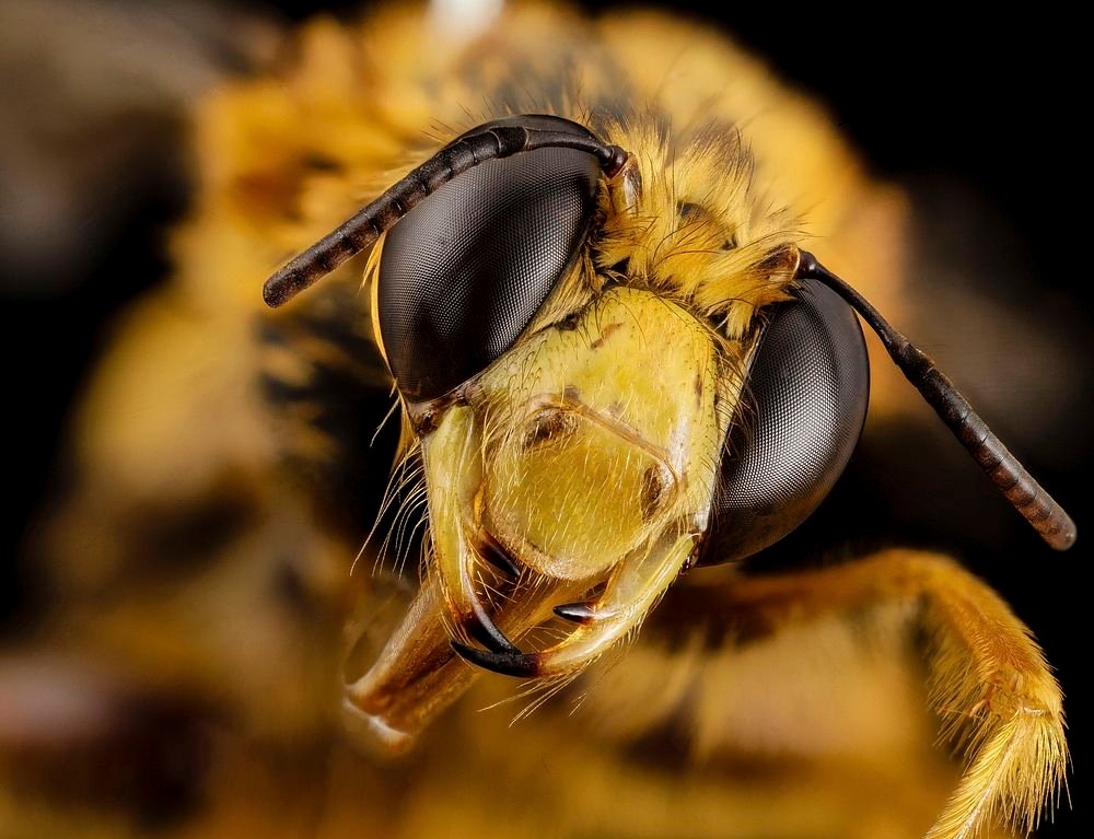 The Secret Behind Bee Yawning: Shedding Light on a Fascinating Behavior