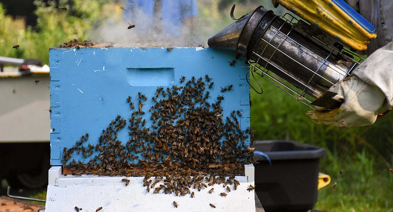 Factors to consider when selecting⁣ an ideal hive placement