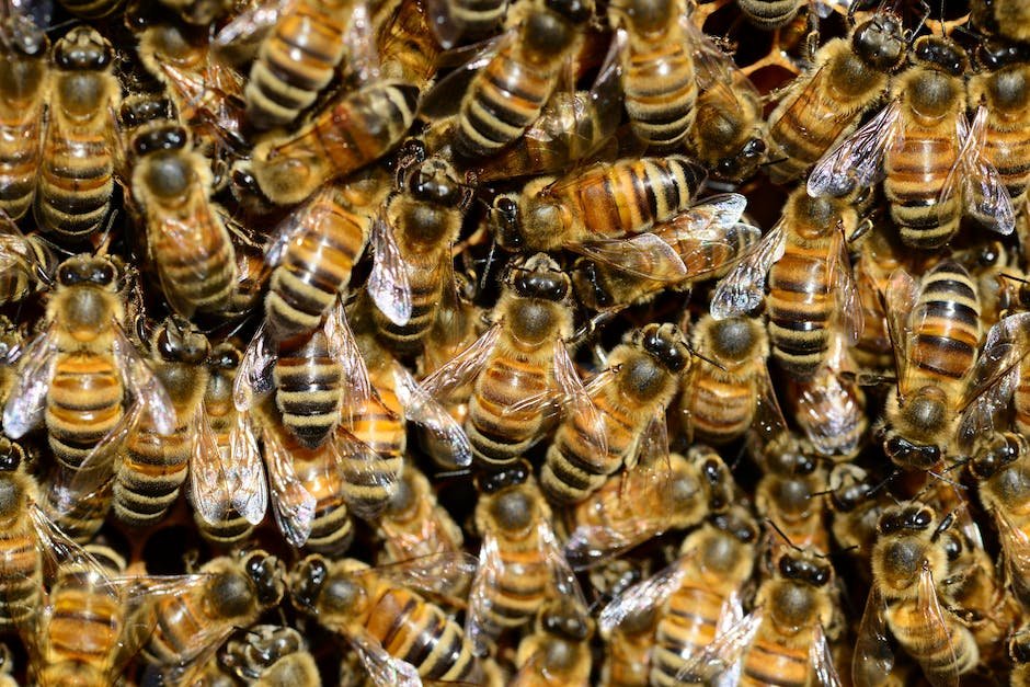 Guidelines for optimal hive positioning to⁢ promote bee health