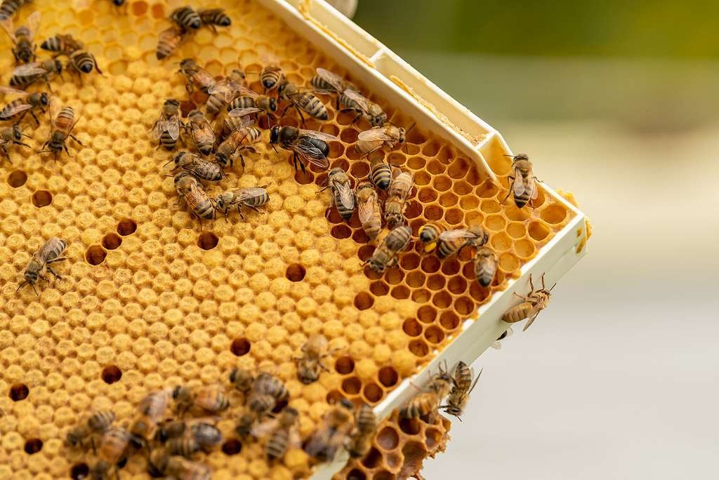 Revitalizing Bee Colonies through Natural Beekeeping Techniques