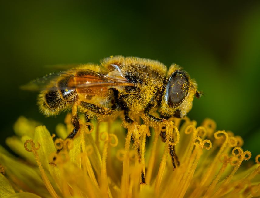 The Importance ⁢of Pollen in ‍Bee Nutrition