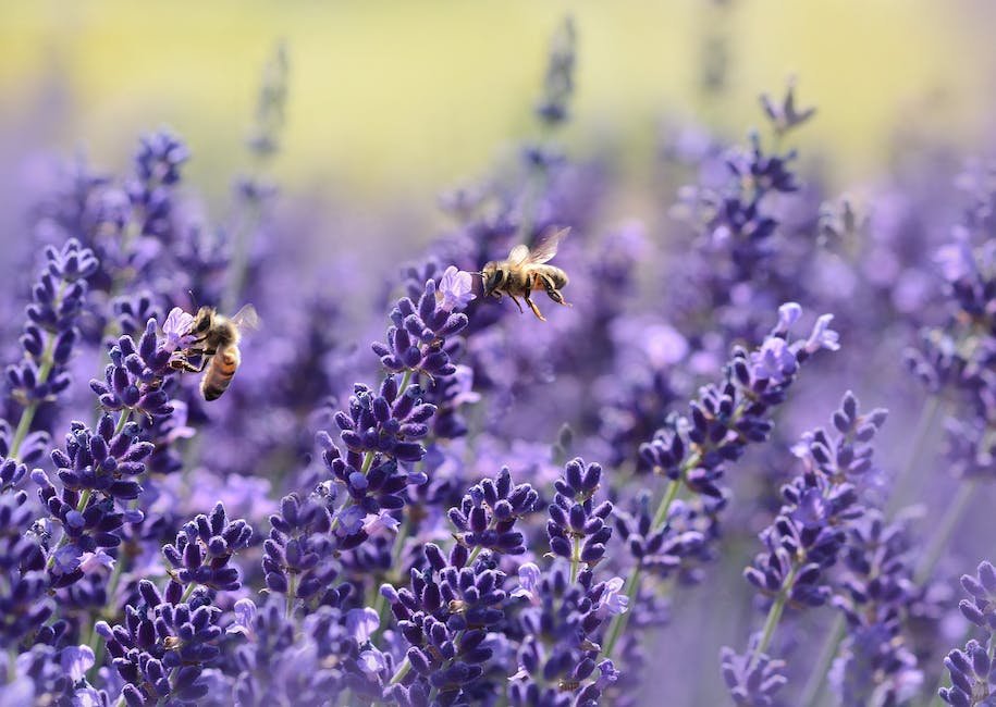 Heading 2: Honoring Nature's Pollinators: Understanding the Role of Bees in Agriculture