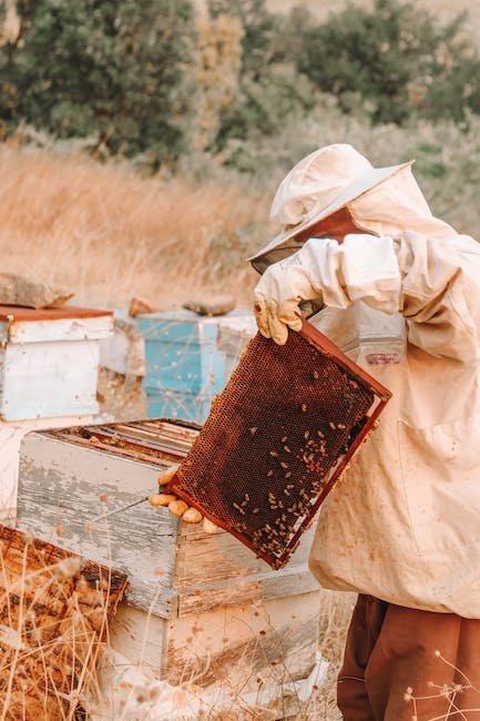 Introduction: Understanding the Importance of Hive Feeders in Beekeeping