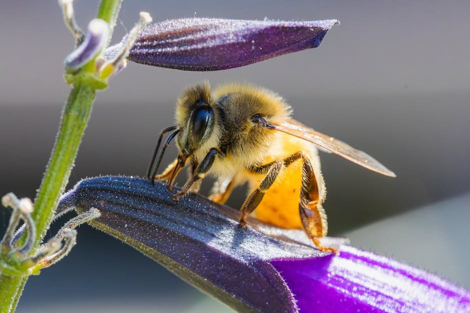 Creating a Bee ‍Haven in Your Backyard