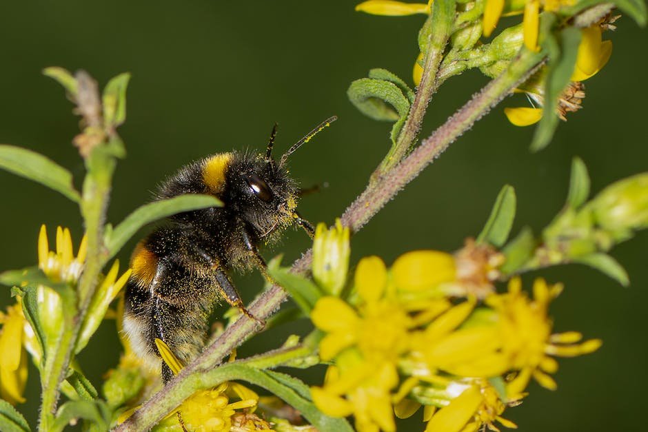The Impact of Declining Bee Populations on Aquatic Biodiversity