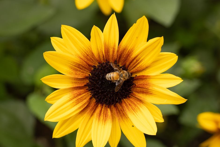 The Power of Bee Pollen: A Sustainable Superfood for Eco-conscious Living
