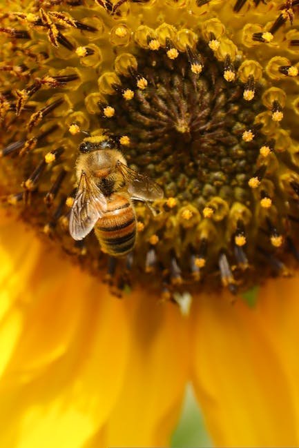 Harnessing Bee Communication⁣ for Effective Pollination: Strategies and Best Practices