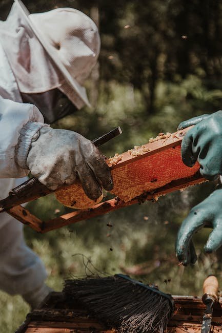 Unlocking the Potential of Beekeeping: Key Strategies for Economic Empowerment