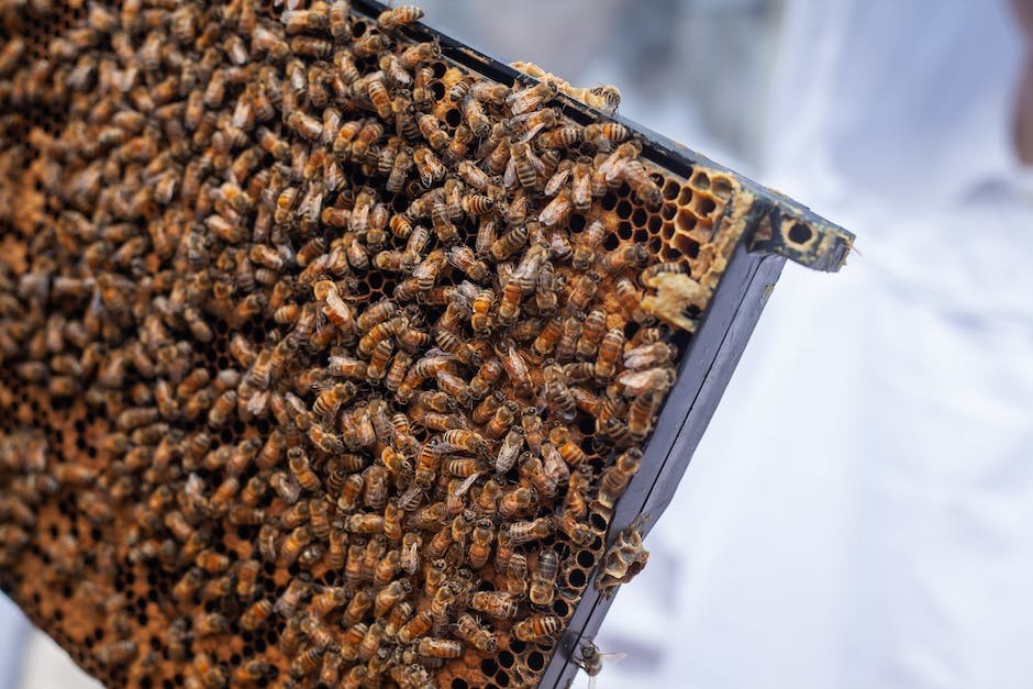 Enhancing​ Bee Health:‍ Exploring the ‌Benefits of Supplemental Feeding