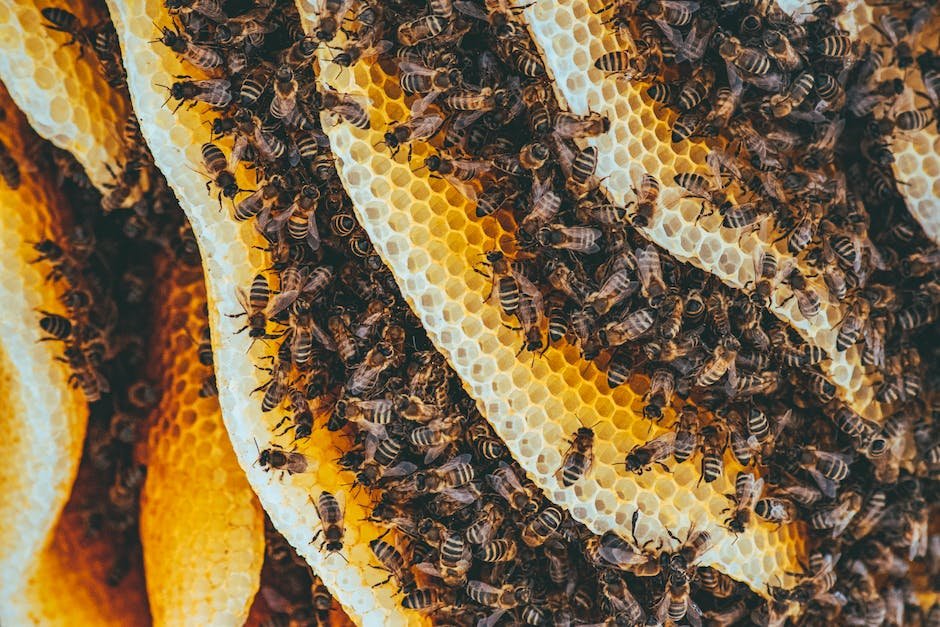 Preparing the Mason ‌Jar Hive‍ for Honey Harvesting