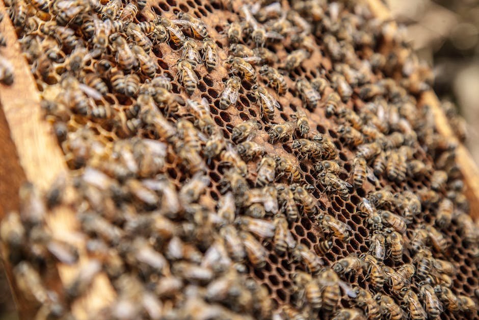 - Exploring the Importance of ​Hive Color in ⁣Bee Behavior and​ Heath