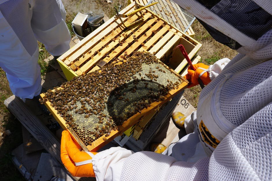 Tips for Beekeepers: Recognizing and Responding to Bee Yawning Cues