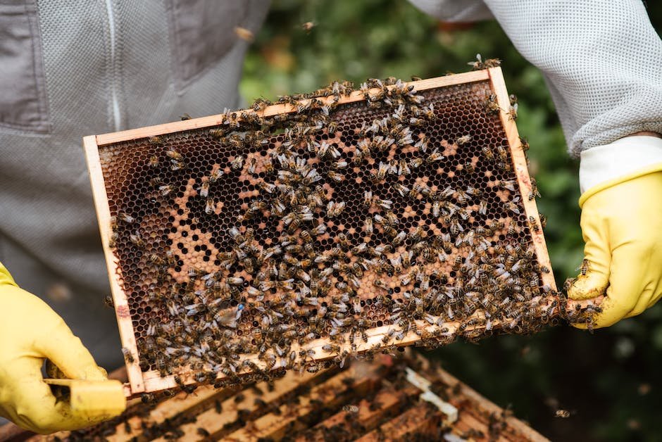Preparation: Essential Steps for Harvesting Honey from a Mini Hive