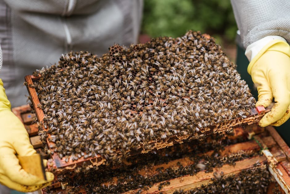 Timing is⁢ Key: Harvesting Honey at the Optimal Moment
