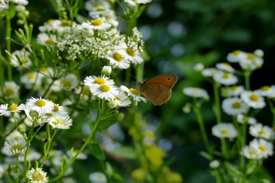 Planning Your Pollinator Garden