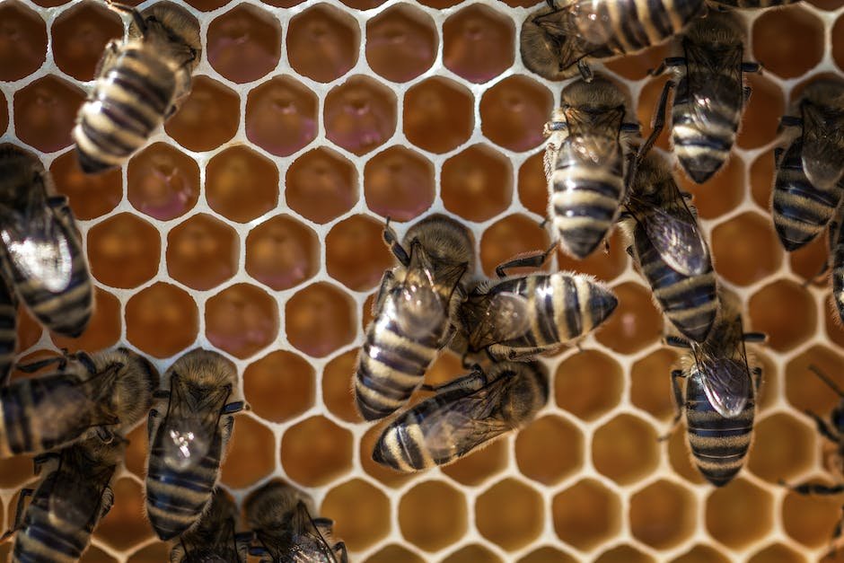 Preventing‍ Hive Rust: Effective Measures for Beekeepers