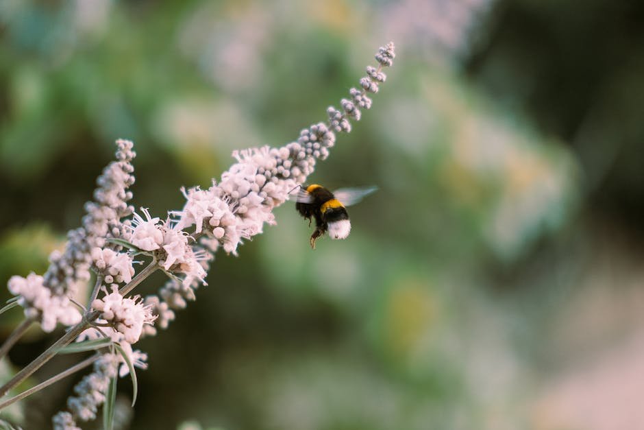 Buzzing: The Surprising Language of Bees