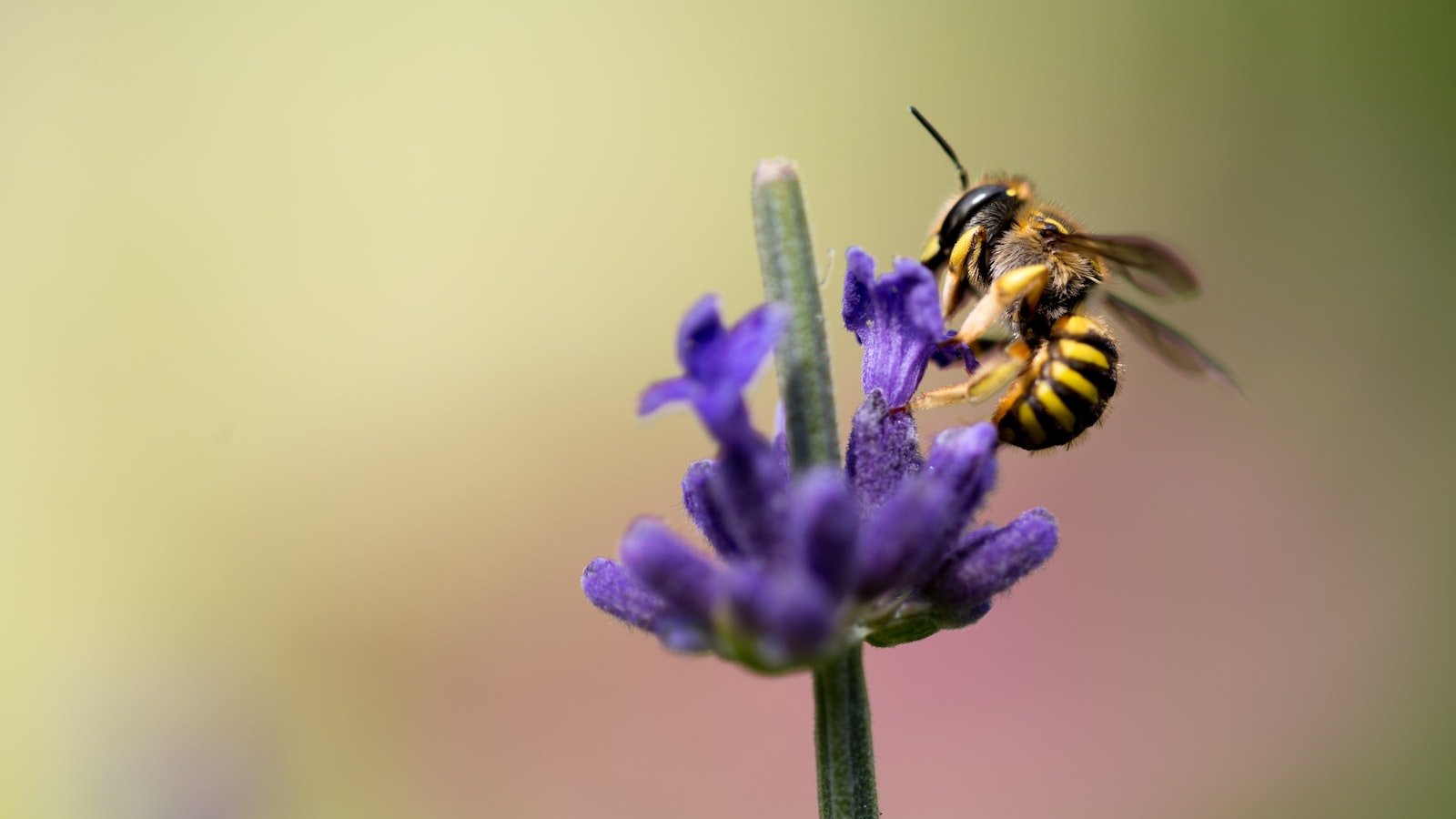 Heading 1: Understanding Bee Swarming: Causes, Risks, ⁤and Behaviors