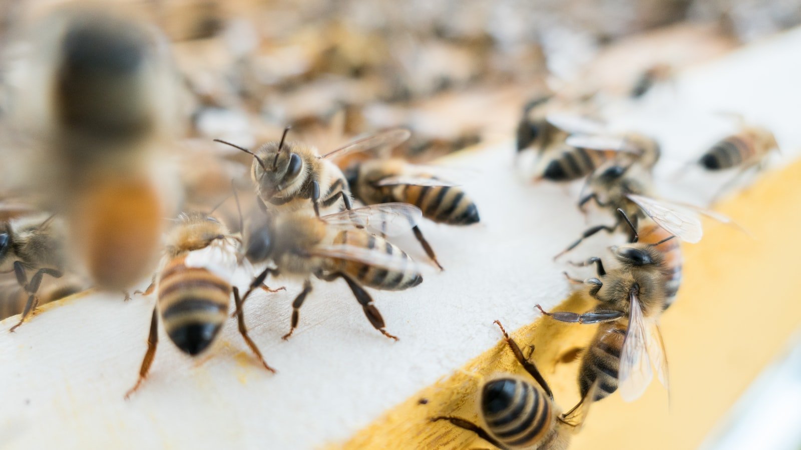 The Importance of Bees as Pollinators in Sustainable Fisheries