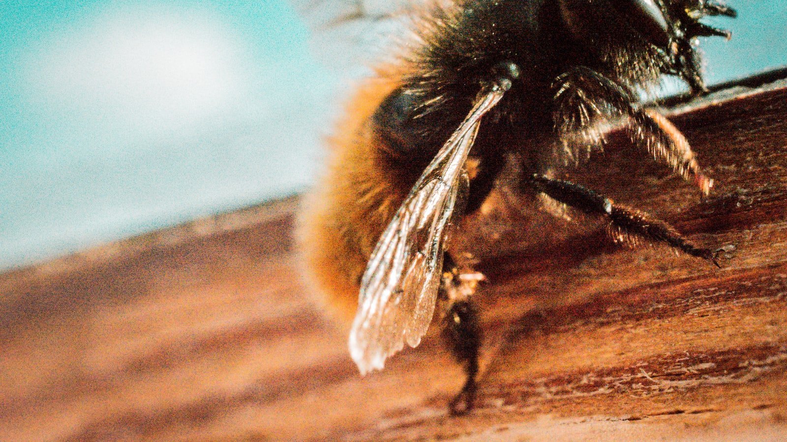 Harnessing Preventive​ Measures: Promoting Bee Disease Resistance