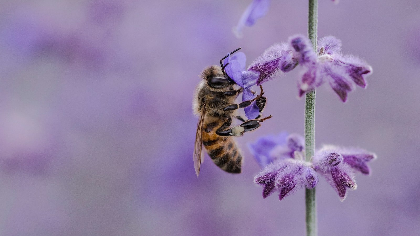 Creating a ‌Buzzworthy Urban ‌Bee⁤ Colony